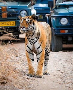 The Ranthambore Royal Safari Tour place picture