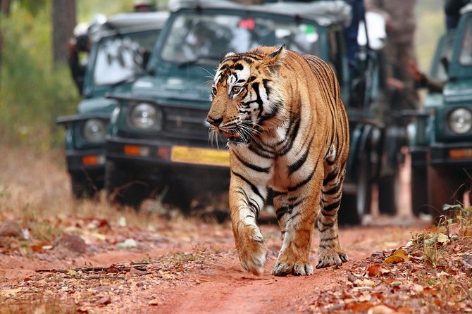 Tiger near waterhole captured on Ranthambore jeep safari