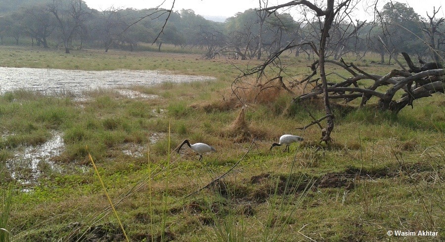 Surwal Lake
