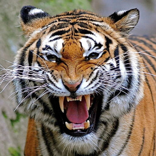 Wildlife sightings in Bakaula Ranthambore – Sambar, Leopard, and Boar