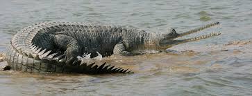 Crocodile in Ranthambore resting on the banks of Padam Talao lake with reflection in water