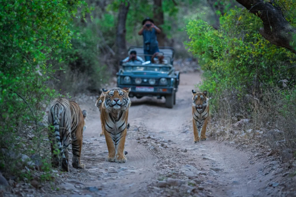 machali tiger best scense in ranthambhore national park