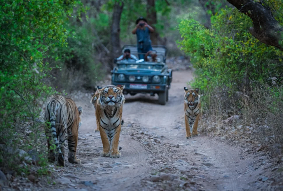 machali tiger best scense in ranthambhore national park