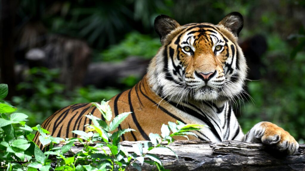 Tiger roaming freely in Ranthambore National Park during safari