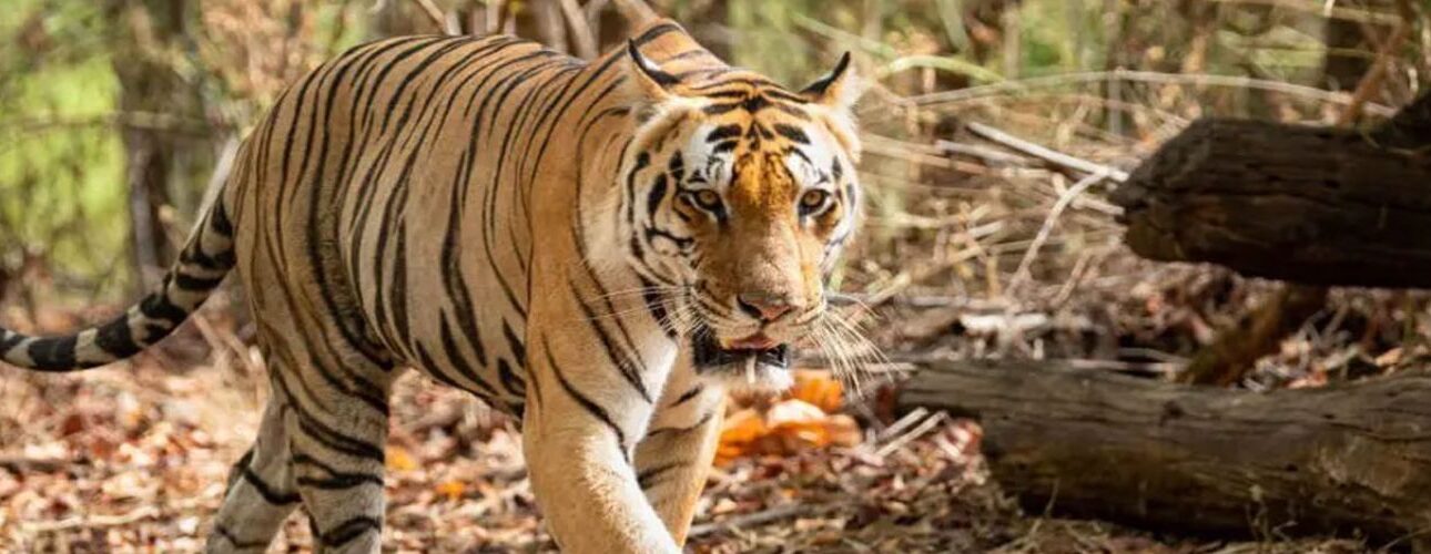Best Safari Tour Ranthambore