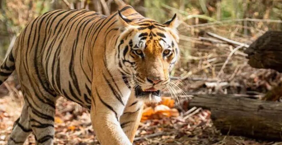 Best Safari Tour Ranthambore