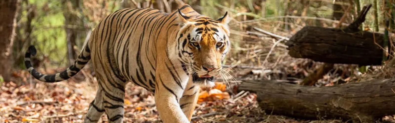 Best Safari Tour Ranthambore