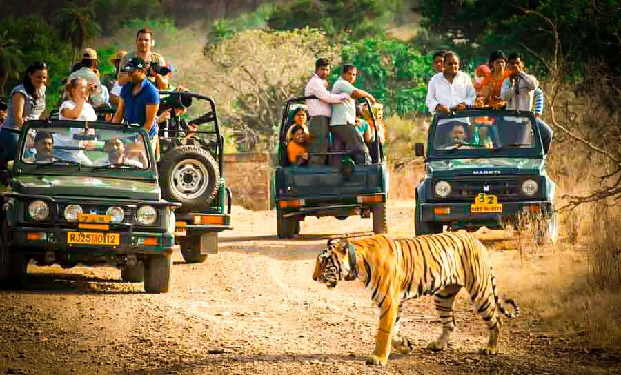 Ranthambore Jeep Safari Booking