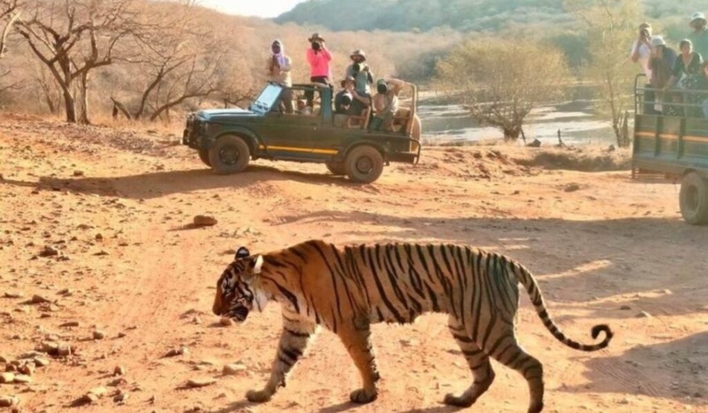 Ranthambore National Park Safari