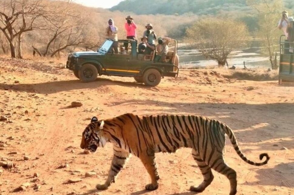 Ranthambore National Park Safari