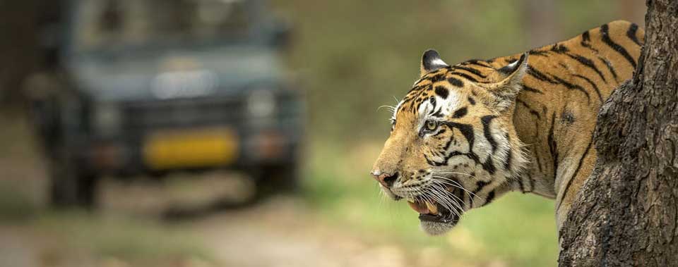 Ranthambore Safari Reservation