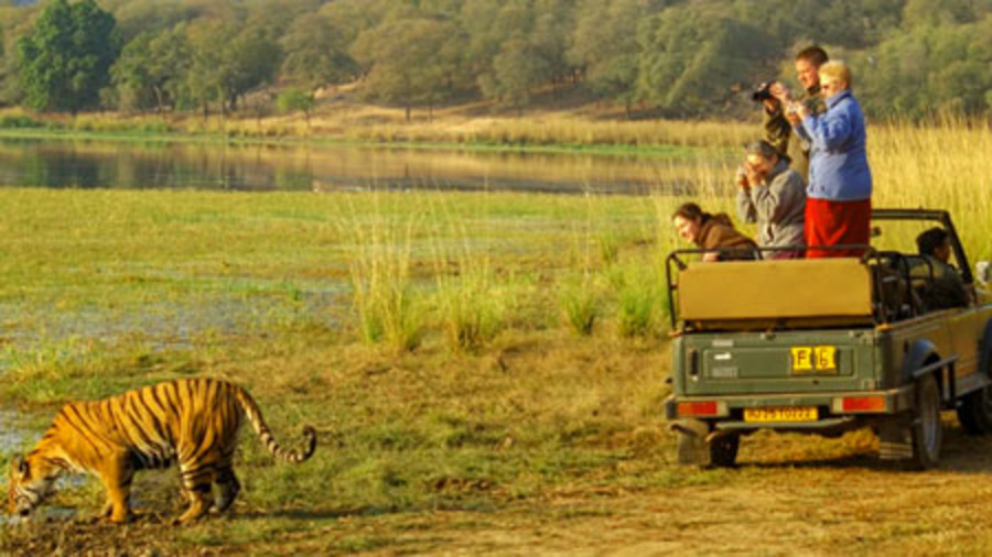 Ranthambore Safari Packages