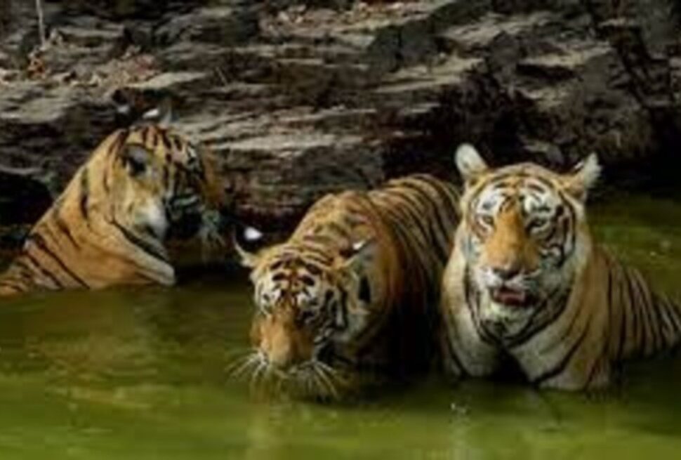 Ranthambore Tiger Safari Booking