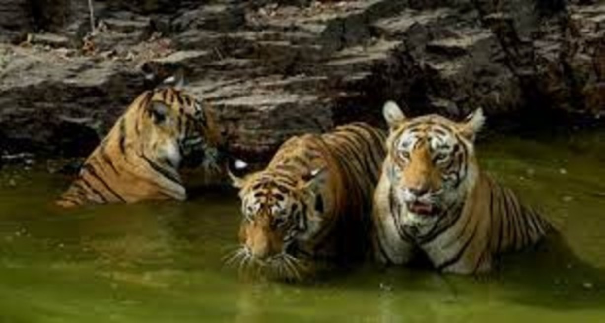 Ranthambore Tiger Safari Booking