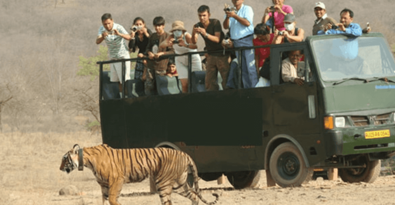 Ranthambore Online Safari Booking for Gypsy