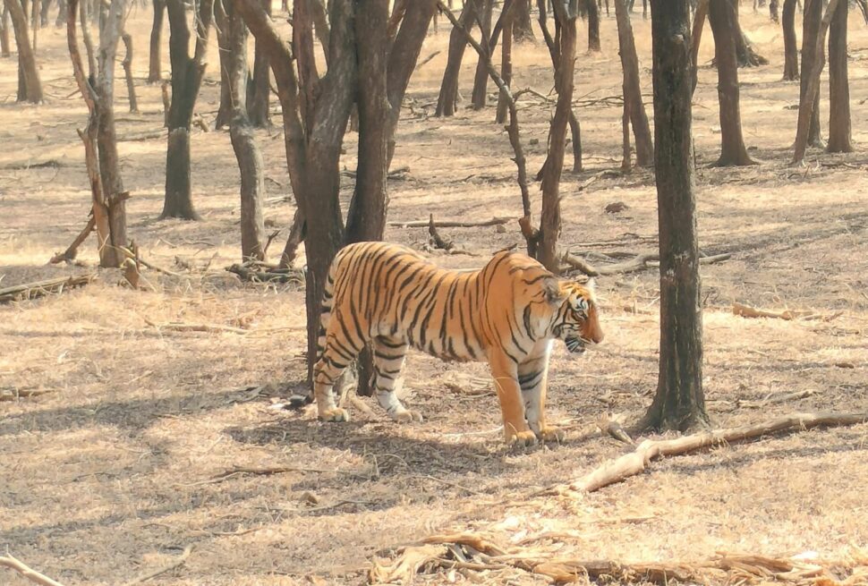 Ranthambore National Park