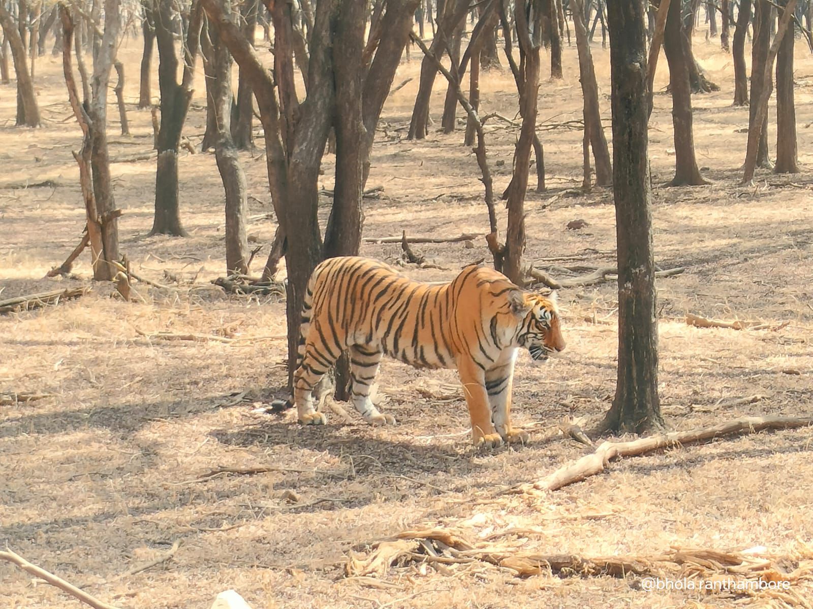 Ranthambore National Park