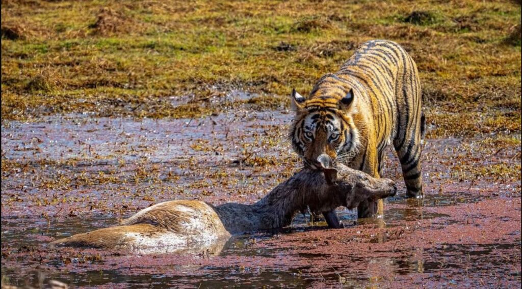 Ranthambore National Park