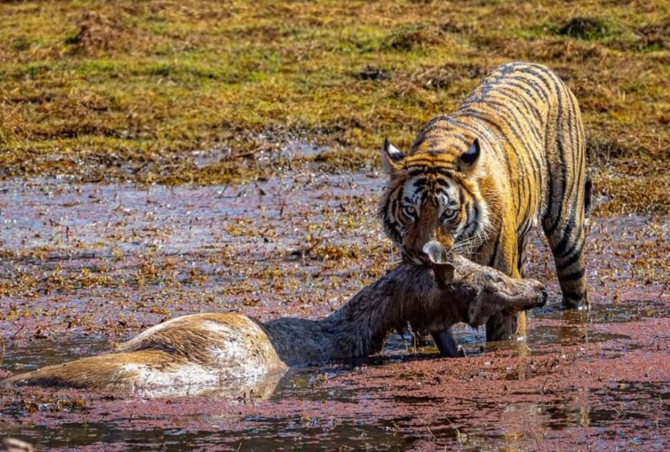 Ranthambore National Park
