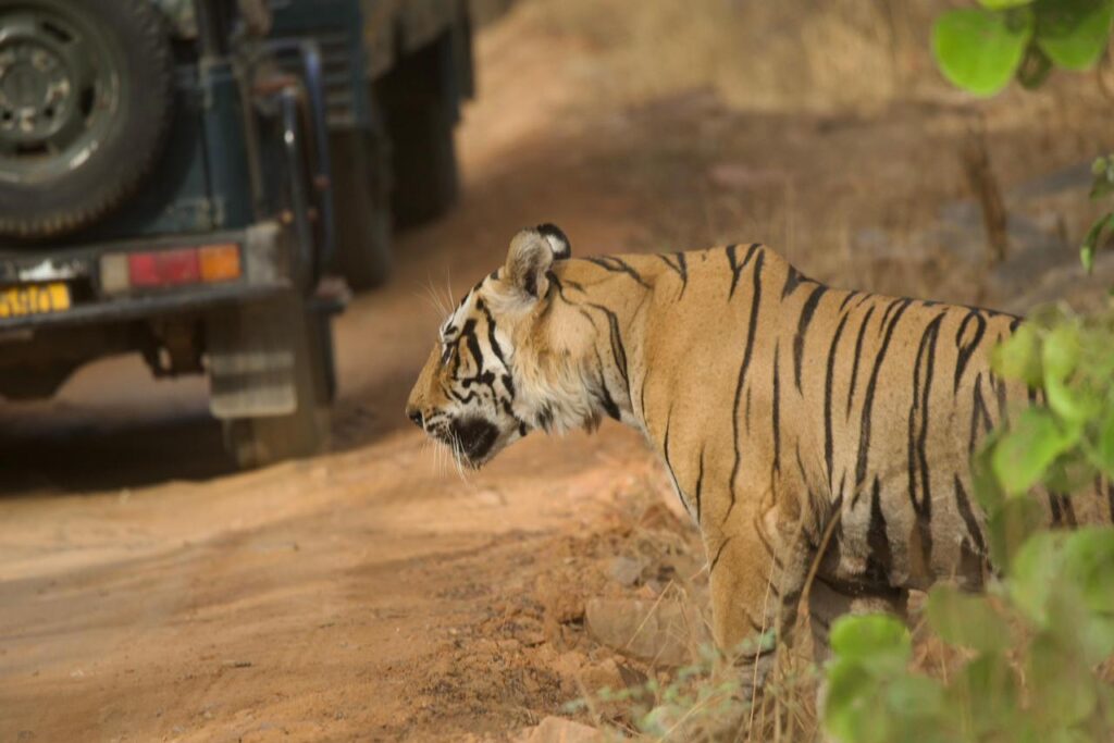 Ranthambore National Park Foreigners Safari