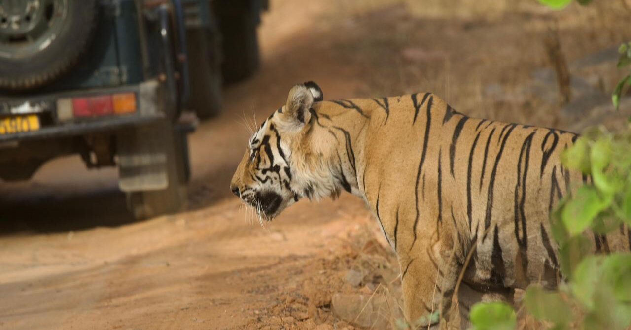 Ranthambore National Park Foreigners Safari