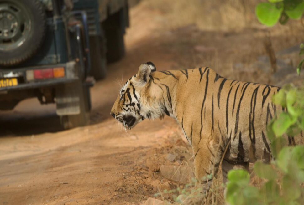Ranthambore National Park Foreigners Safari