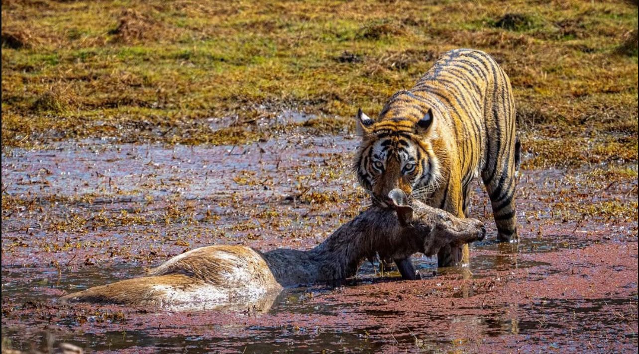 Ranthambore National Park