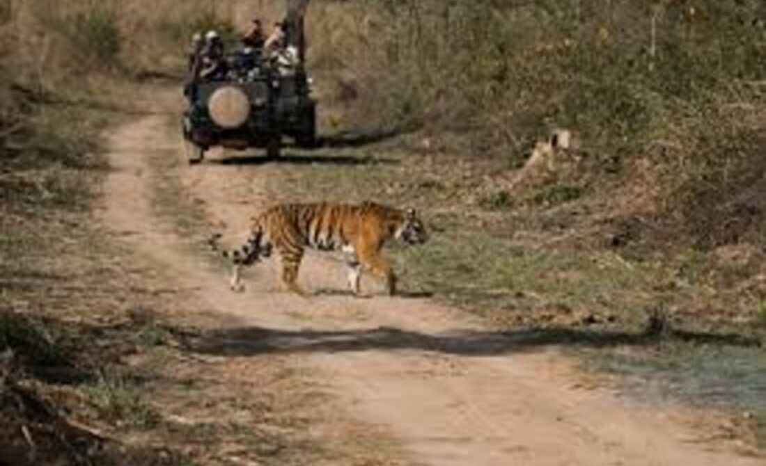 Ranthambore Wildlife Safari Booking
