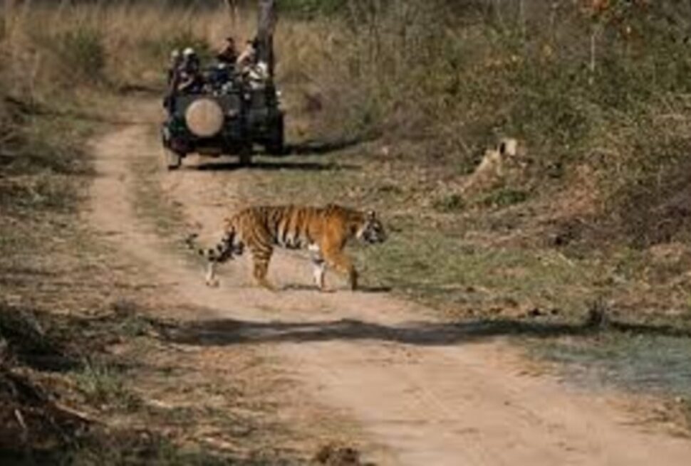 Ranthambore Wildlife Safari Booking