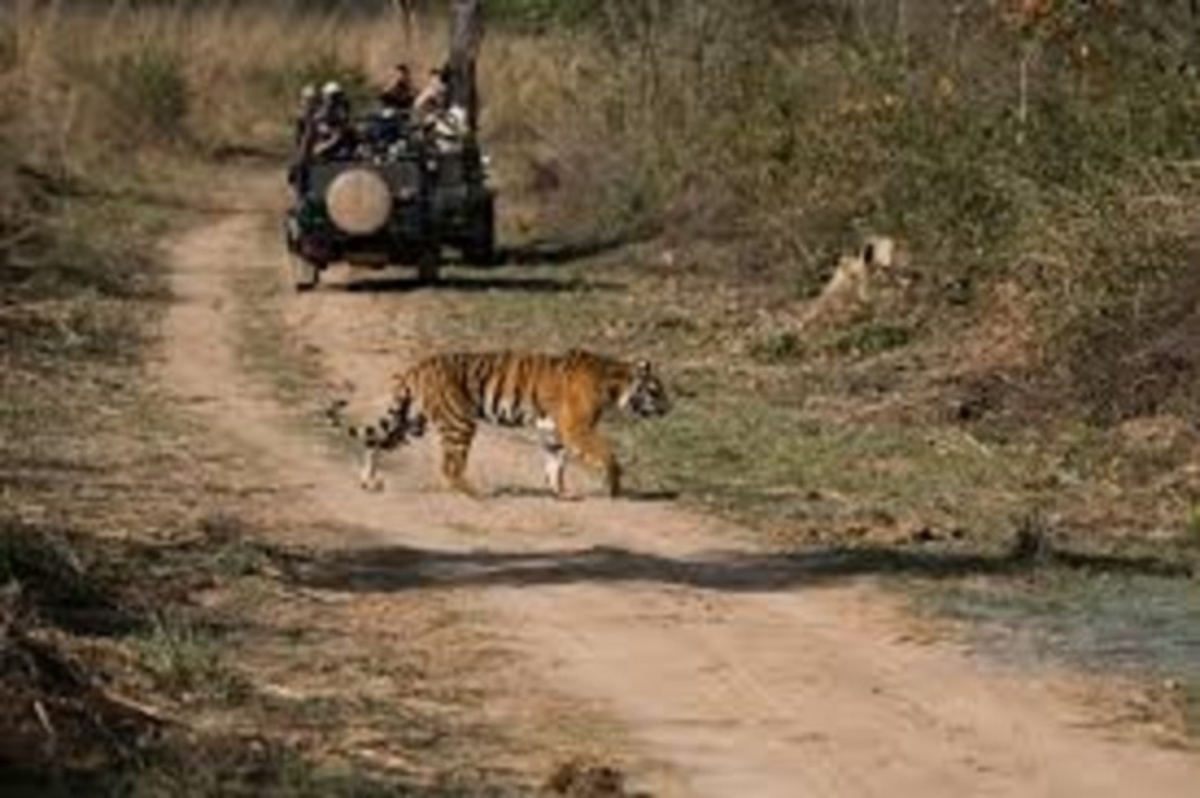 Ranthambore Wildlife Safari Booking