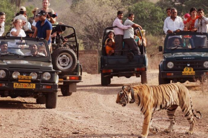 Best Tours Packages in Ranthambore