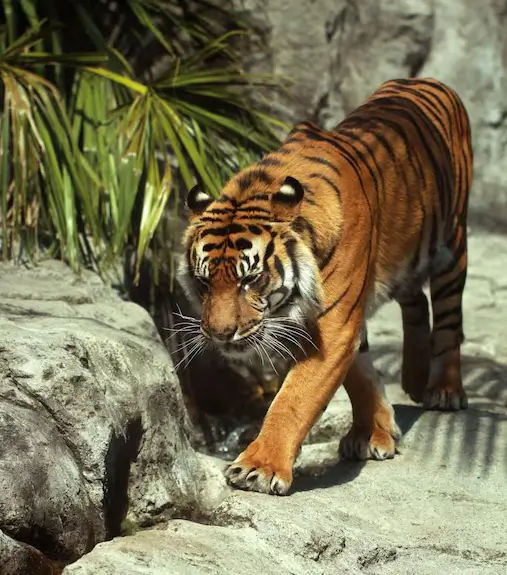 Ranthambore Safari Booking for Royal Bengal Tiger Wildlife Safari